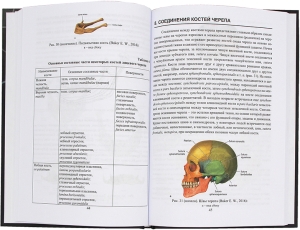 Краниология