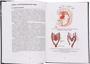 Сердечно-сосудистая система