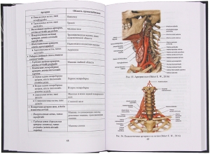 Сердечно-сосудистая система
