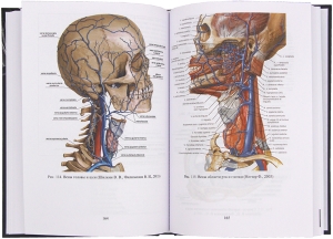 Сердечно-сосудистая система